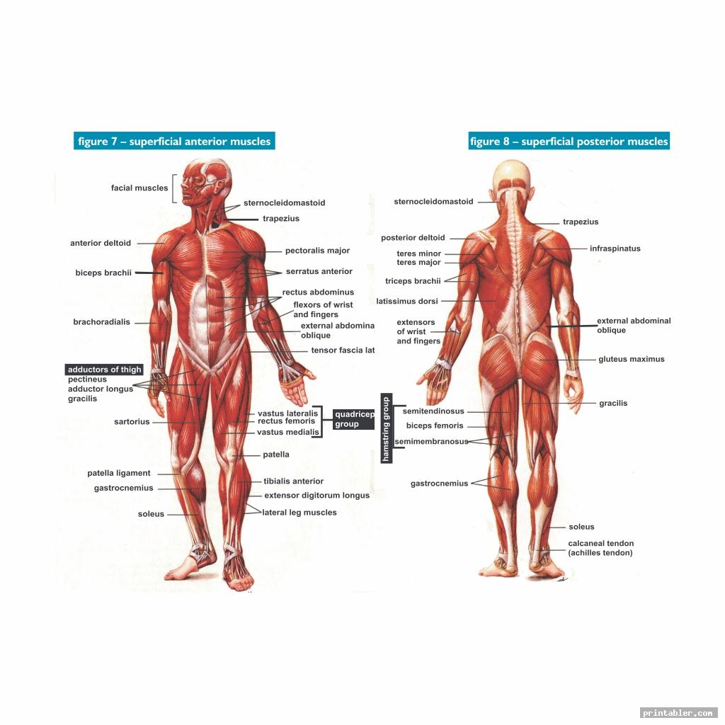 Printable Worksheets Muscle Anatomy