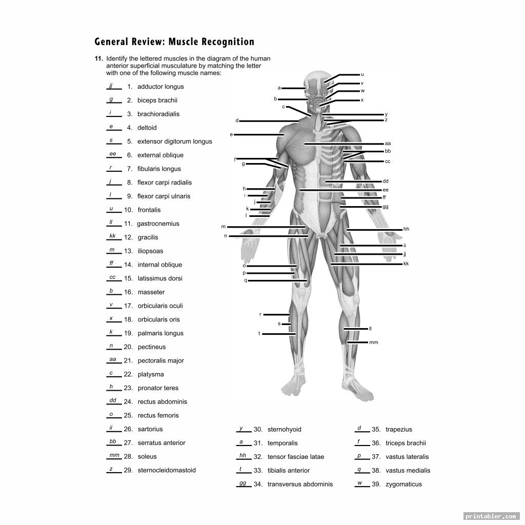 Muscles Worksheet Answer Key