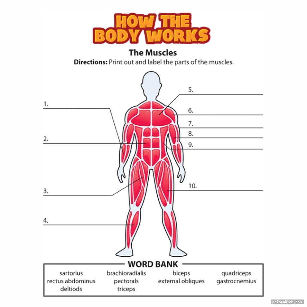 simple printable worksheets muscle anatomy