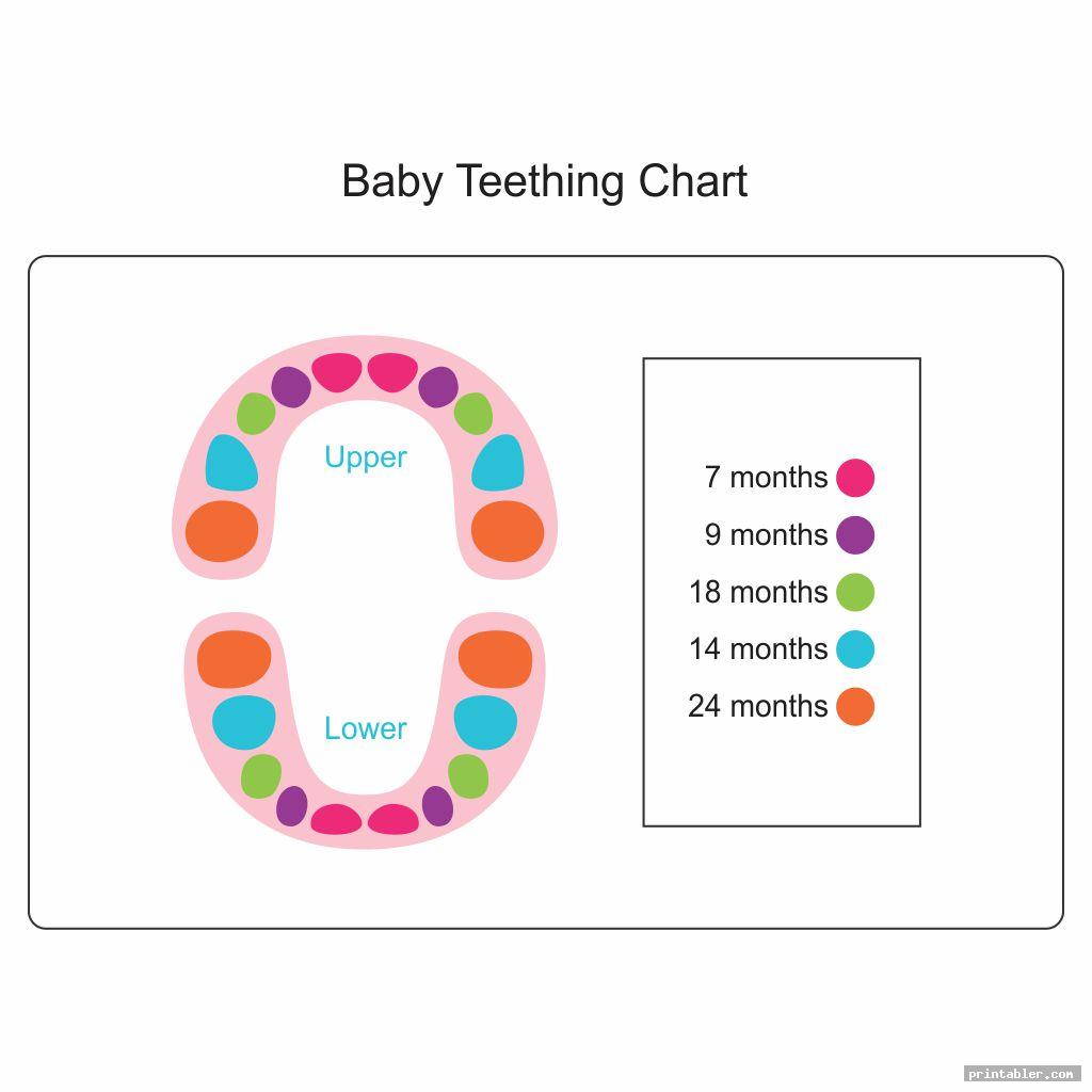 baby tooth chart printable full sheet