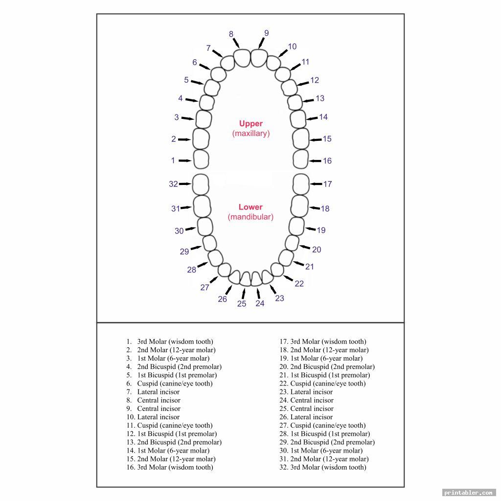 tooth-chart-printable-full-sheet-gridgit