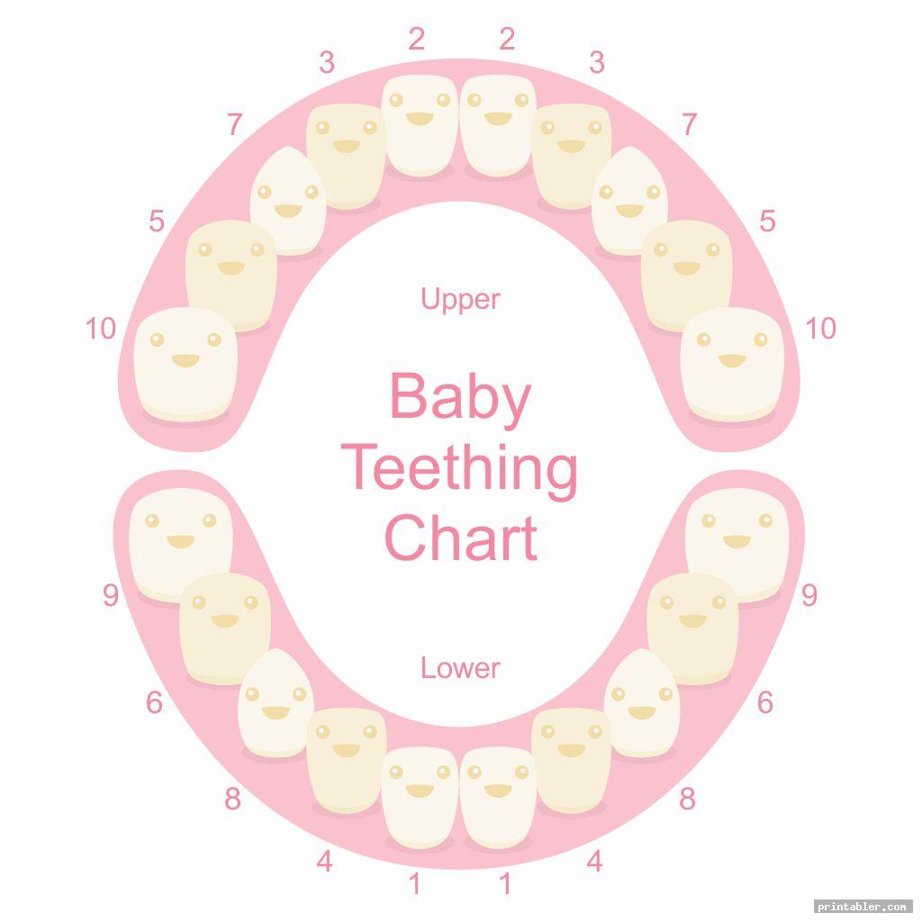 tooth chart printable full sheet for baby
